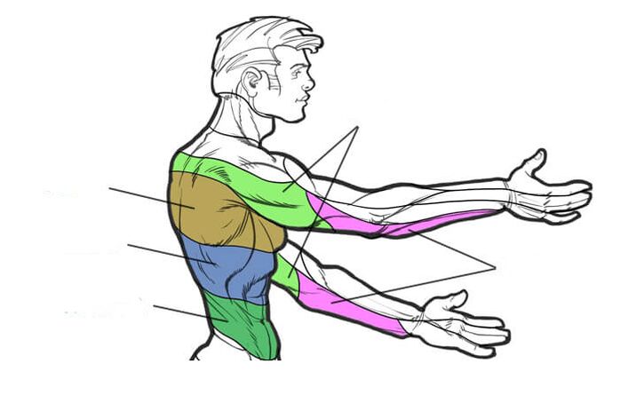 zones of innervation of the thoracic segments
