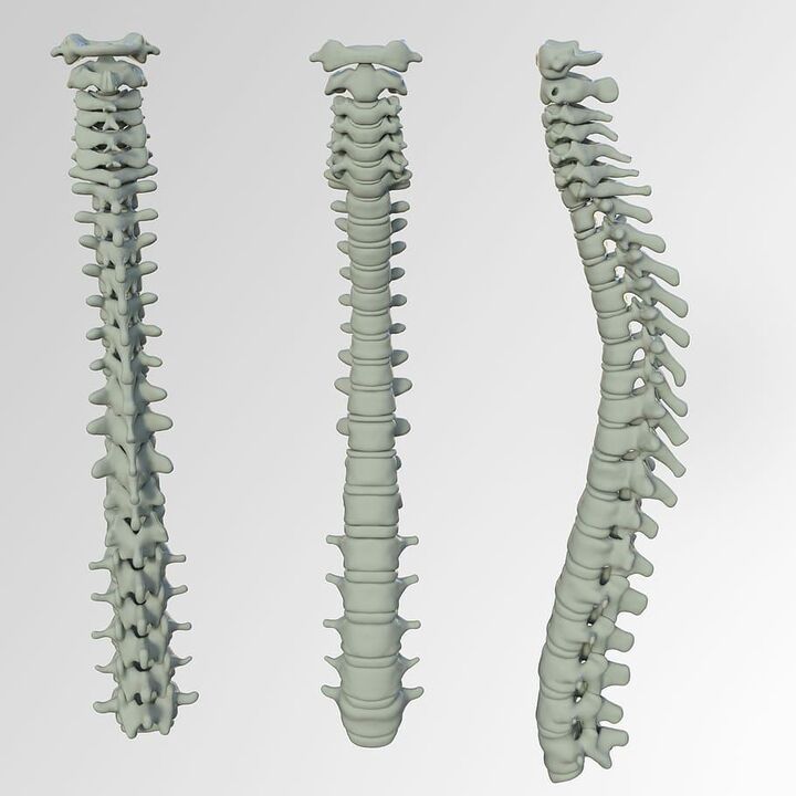 Scheme of the spine